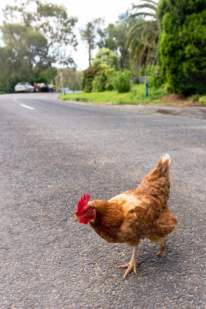 Ontdek het Echte Avontuur van Chicken Road in ons Online Casino - overview